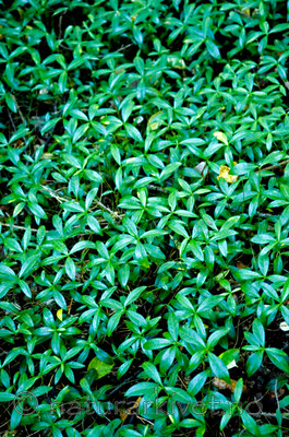 BB 05 0244 / Vinca minor / Gravmyrt